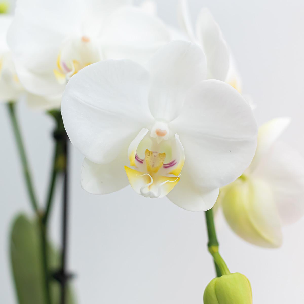 Kolibri Orchids | COMBI DEAL van 2 witte Phalaenopsis orchideeën - Amabilis - potmaat Ø9cm | bloeiende kamerplant - vers van de kweker