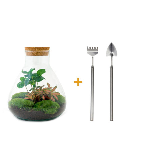 DIY terrarium - Sammie Coffea - ↕ 27 cm DIY terrarium - Sammie Coffea - ↕ 27 cm - Rake + Shovel