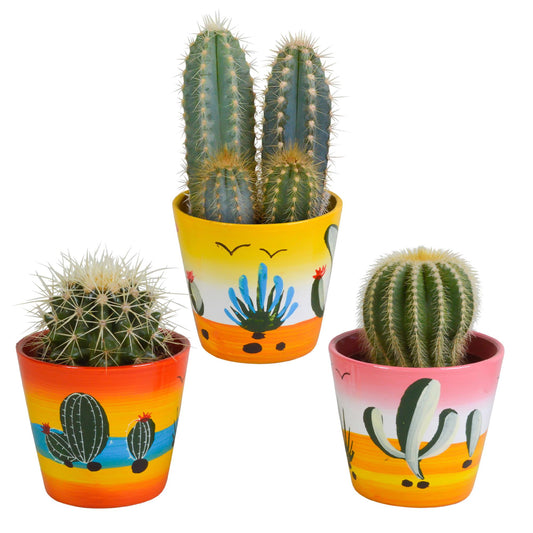 Mix di cactus 8,5 cm in vaso messicano | 3 pezzi