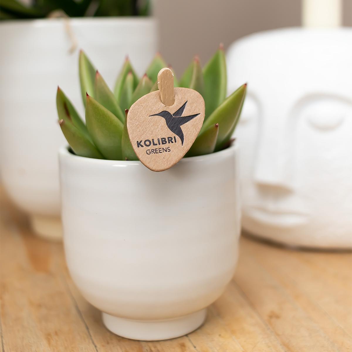 Hummingbird Home | Glazed flower pot - White ceramic decorative pot with gloss - pot size Ø9cm