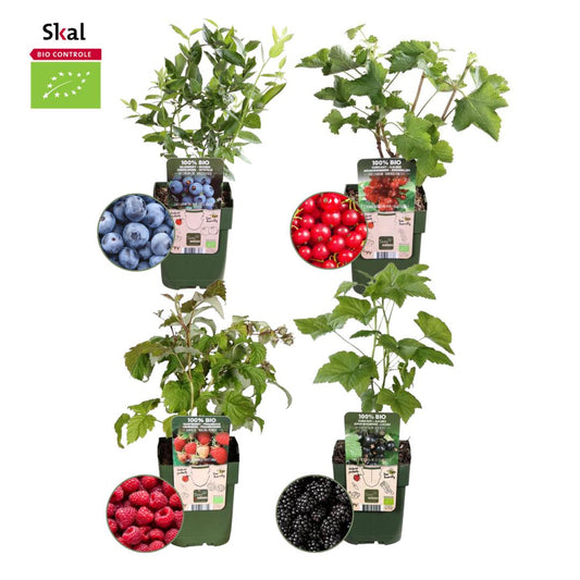 1x pianta di Ribes Rubrum (ribes rosso) BIO | Ø 13 cm ↨ 20-25 cm "Paradiso della frutta" Set mix di piante da frutto BIO di 4 tipi diversi