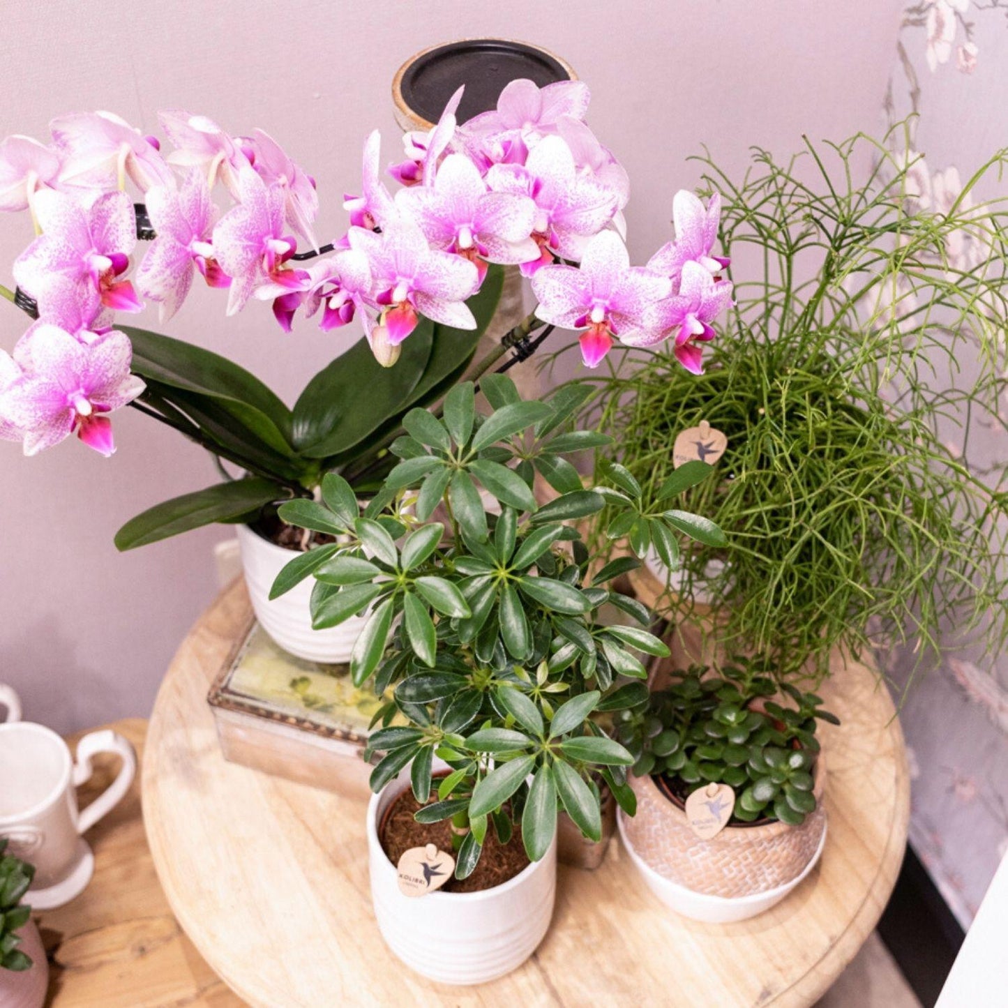 Kolibri Orchids | Roze Phalaenopsis orchidee - Mineral Rotterdam - potmaat Ø9cm | bloeiende kamerplant - vers van de kweker