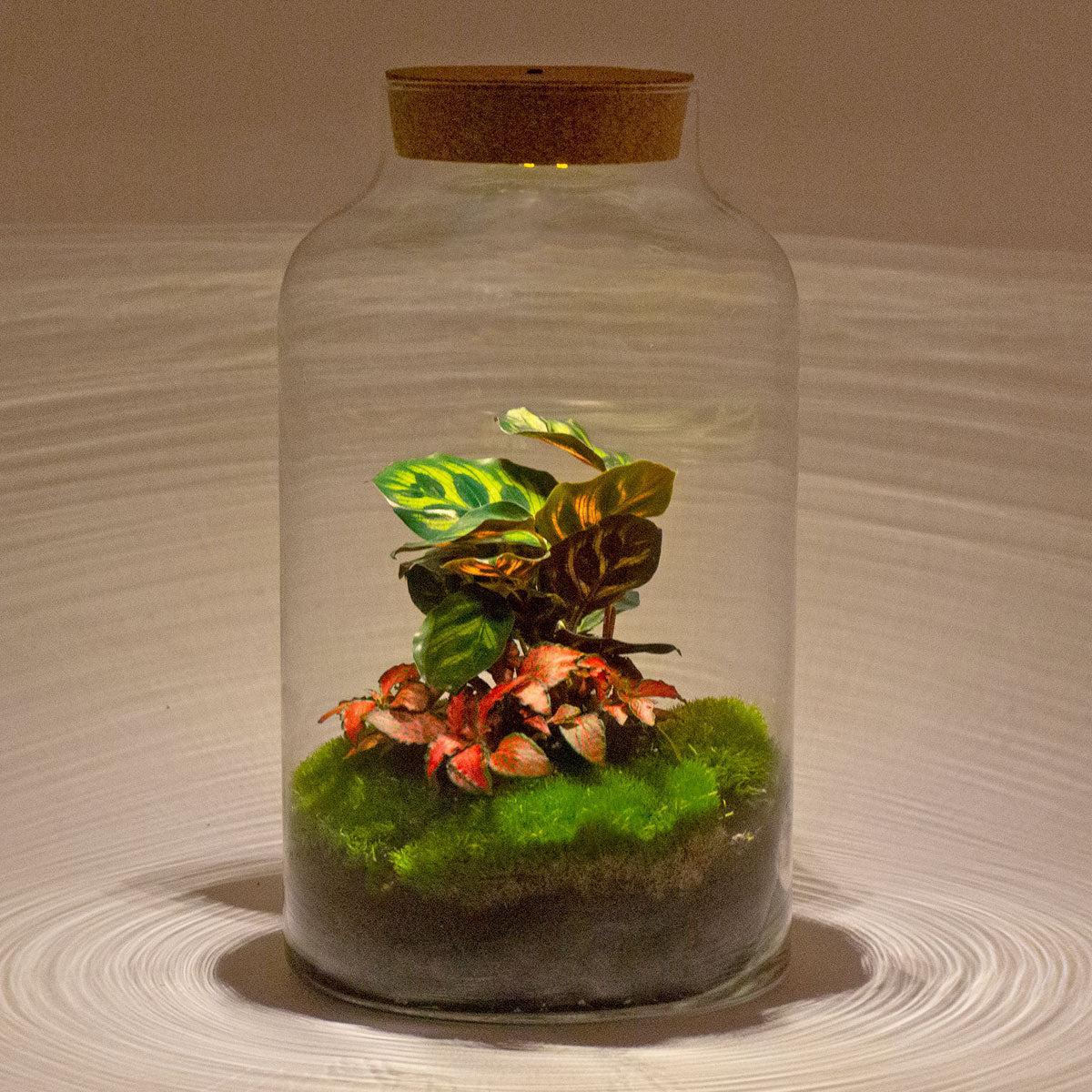 DIY terrarium - Milky Calathea with Light - ↑ 31 cm