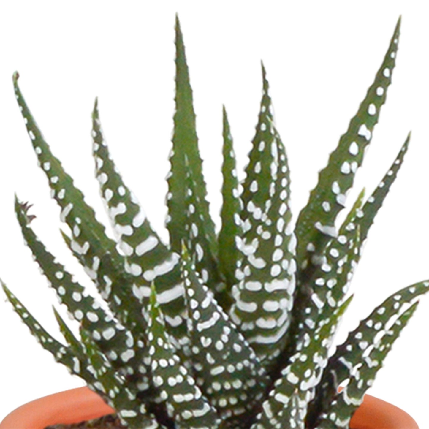 Cactus en vetplanten mix 5.5 cm in Mexicaanse pot | 15 stuks