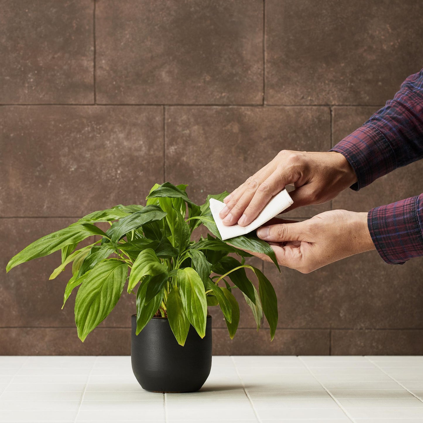 Plant Protection LEAF CLEANSER | NATURAL SOAP FOR PLANTS