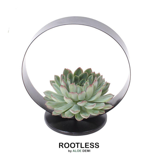 ROOTLESS Succulent Echeveria Pulidonis on Deco table stand Ø20 cm - ↕20 cm